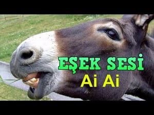 This is the Avatar Image for the Eşek sesi AI Voice and Text to Speech Generator